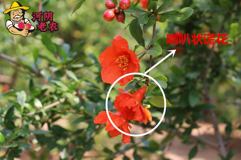 当我得知石榴花是雌雄同体的时候,我居然想到的是玉女剑法