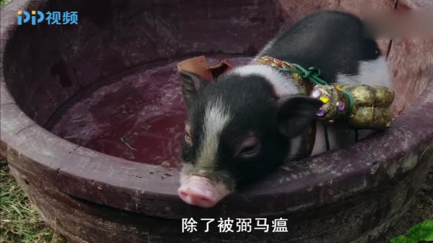 果子哥哥,重庆方言版小猪佩奇之过年猪,第二集