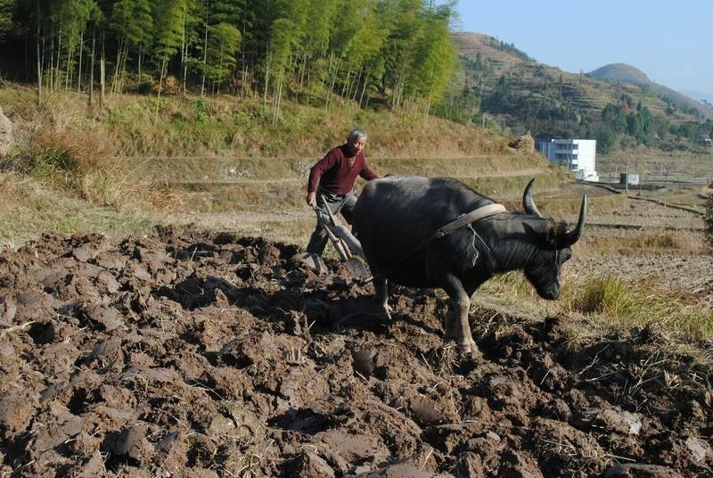又是一年春耕时,清新人你还记得以前耕田的日子吗?
