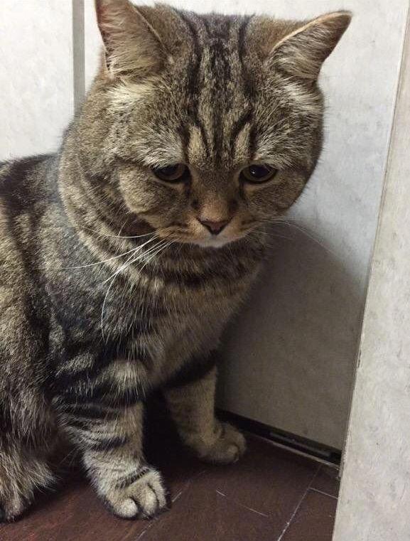 猫咪躲在墙角,模样让人心疼,抱出后恍然大悟原来是自作自受!