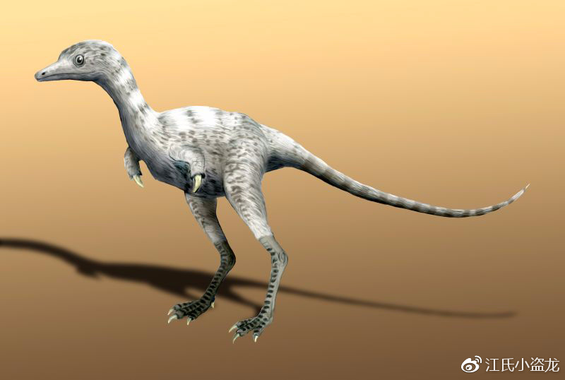 秋扒爪龙属于阿瓦拉慈龙科(alvarezsauridae),而这个家族非常的特别.