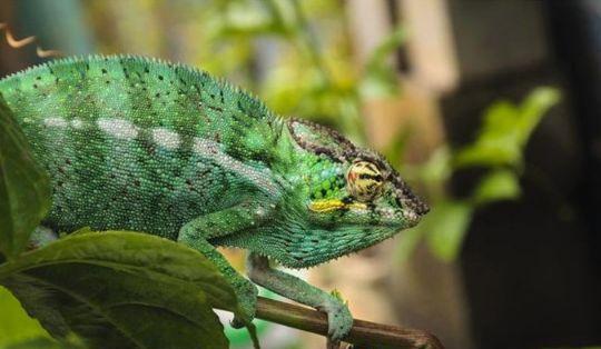 这只变色龙妈妈真是太聪明了