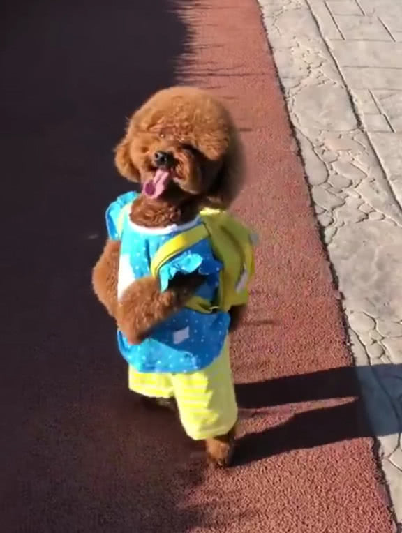 这只泰迪穿上衣服后居然保持直立行走不趴下,这是成了精吧?