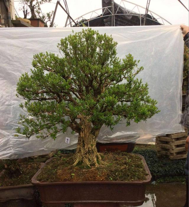 黄杨盆景怎么养有什么特点郁郁葱葱根蜿蜒盘旋