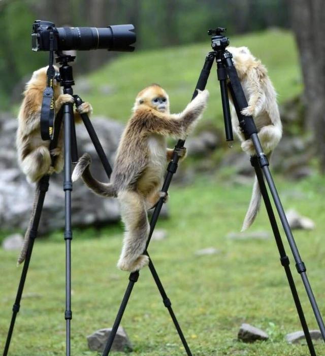 摄影师秦岭采风遇金丝猴摆弄器材好可爱