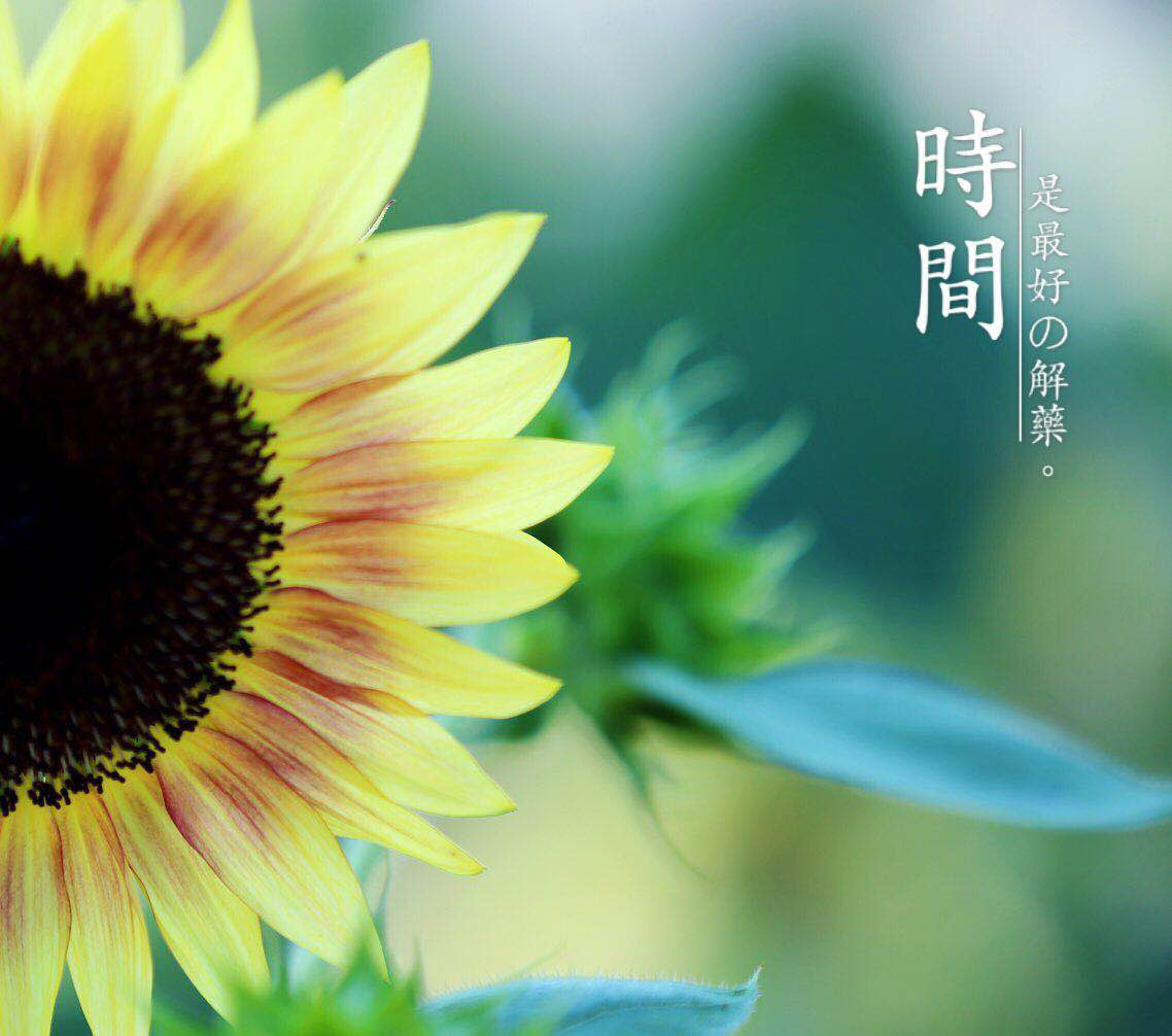 向日葵太阳花永远向着阳光乐观的精神值得我们学习