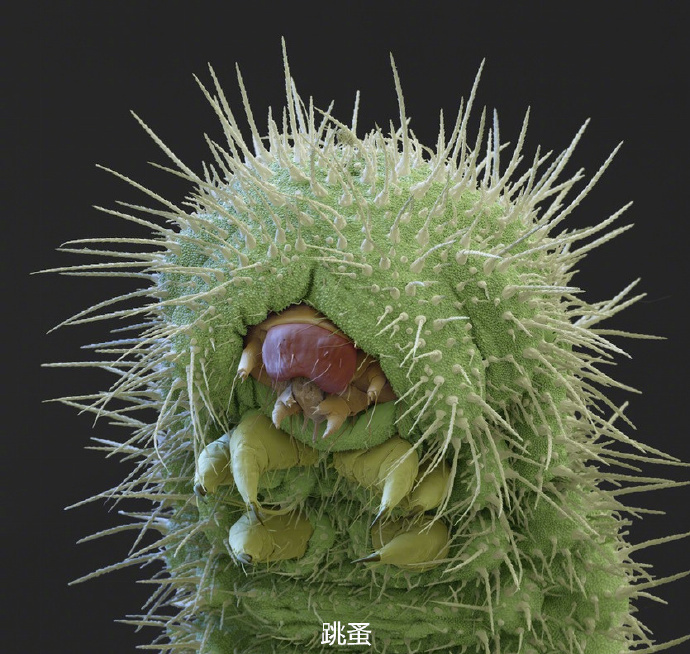 显微镜下的昆虫特写,有没有觉得眉清目秀?