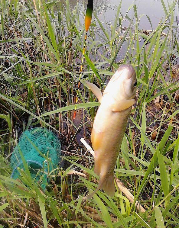 蚯蚓釣餌釣魚調漂的技巧和心得體會,魚瘋子分享