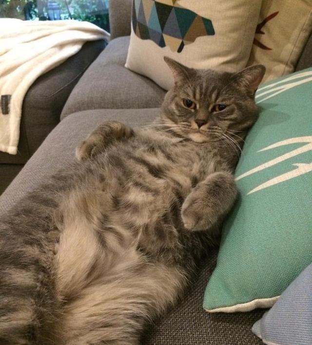 家里养了只爱抢食的吃货猫咪