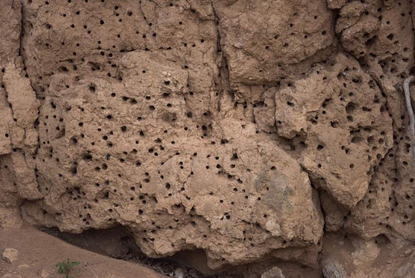 它的评价也是很高的,有些地方的农民还期盼着蜜蜂能来自己家里筑巢