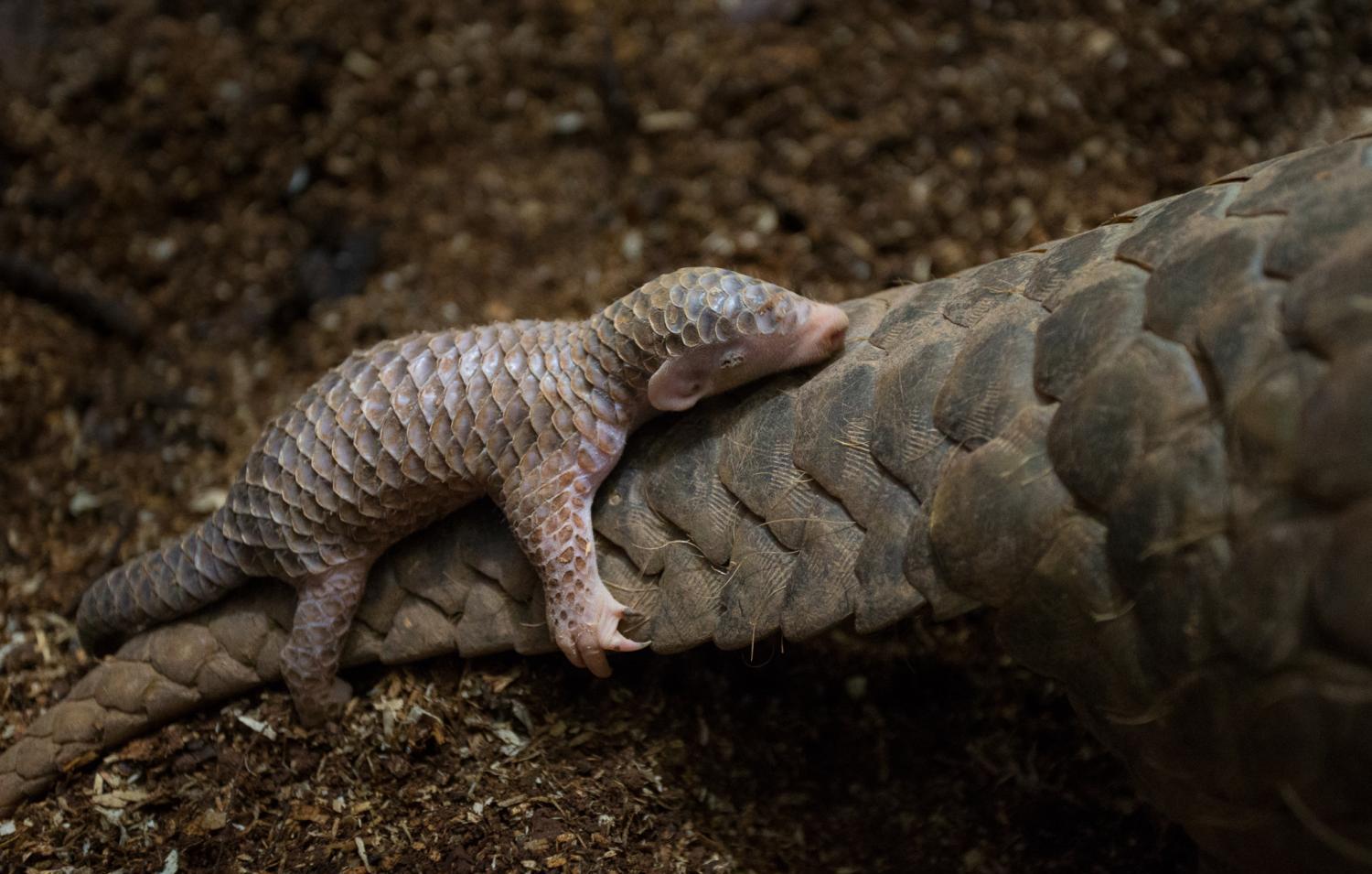 犰狳与穿山甲一逃二堵三伪装的高手酷炫的盔甲借来用下呗