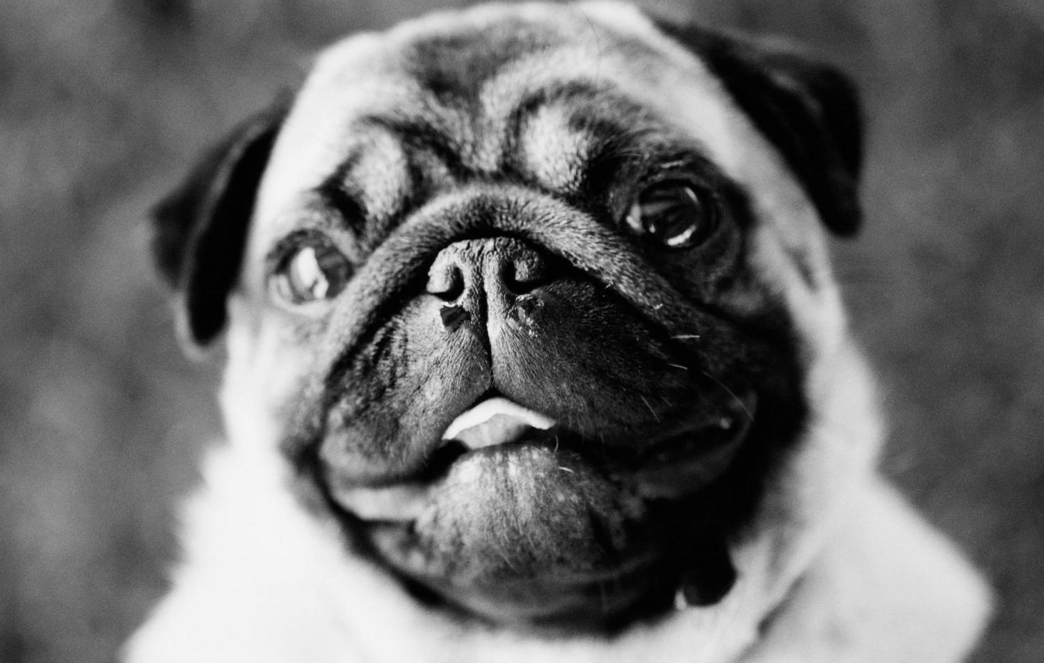 这就证明沙皮的祖先是斗狗