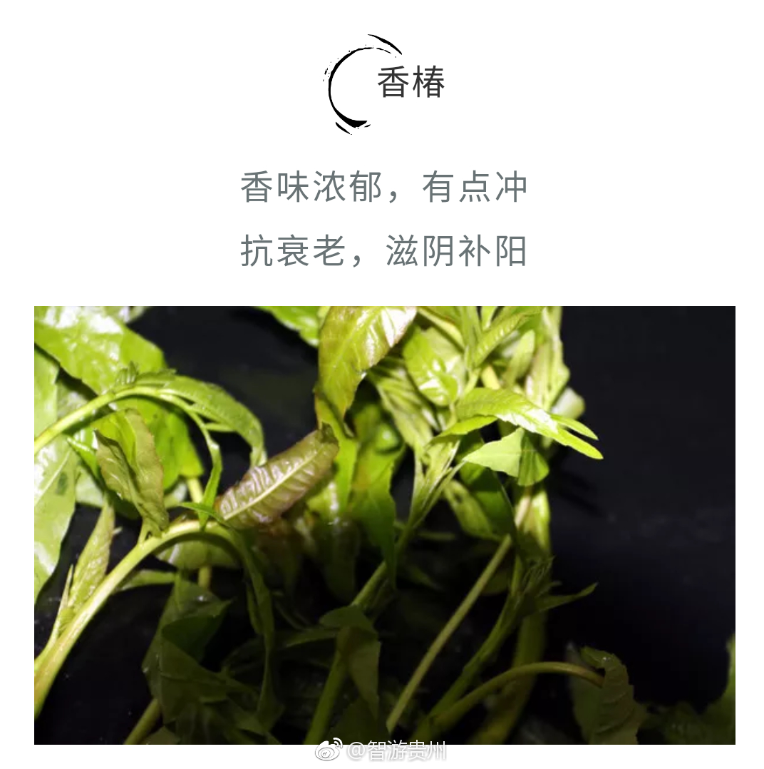贵州山咔咔里才有的野菜 你吃过几样