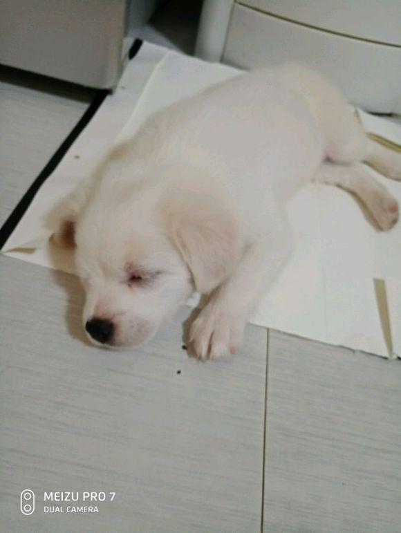 狗狗一副求带走的小表情女孩自己领回家的狗子哭着也得养下去