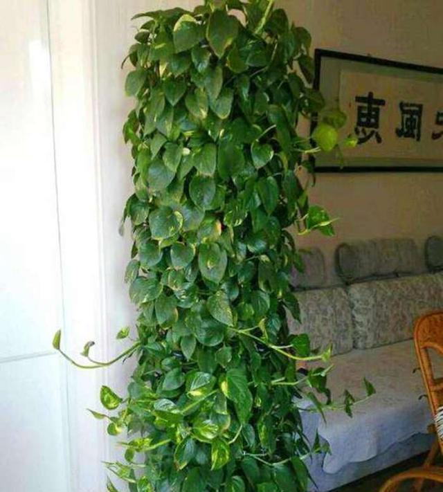 绿萝用了3种水,爬到房顶,好开森啊!