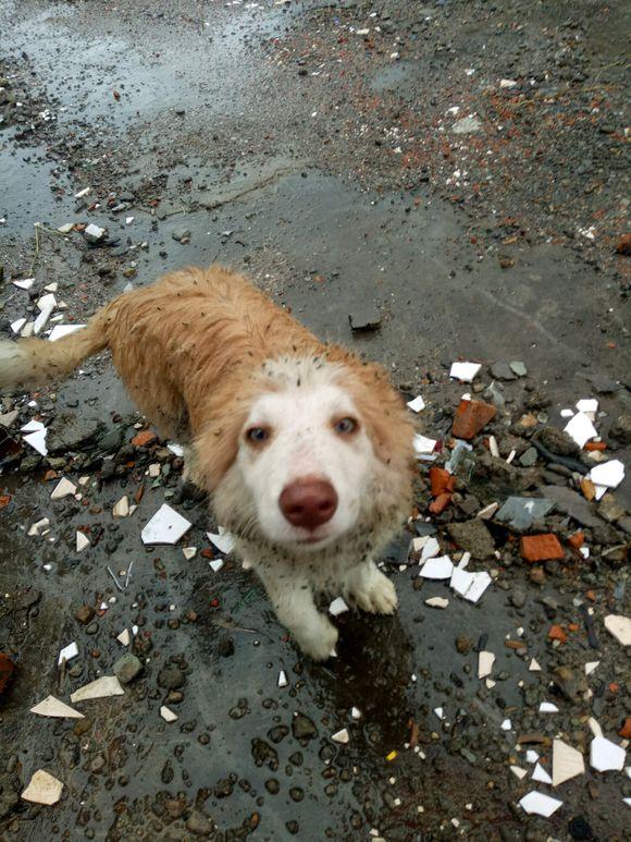 本来我还觉得我挺可怜的,但是看到狗狗一副善良纯真的表情我忽然觉得