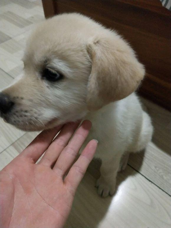 竹筒里推出来的粽子先咬了口,又香又软味道真是好极了,这时狗狗的口水