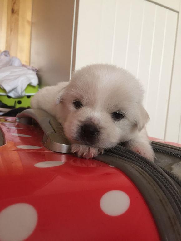 闺蜜捡到只小奶狗,玩腻了随手丢在街上,女孩抱起后乐坏了