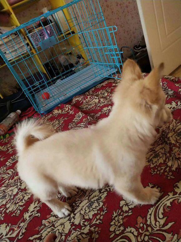 宠物店买了一只金毛串串,带回家没人信,大家都说这狗是柯基!|柯基|金