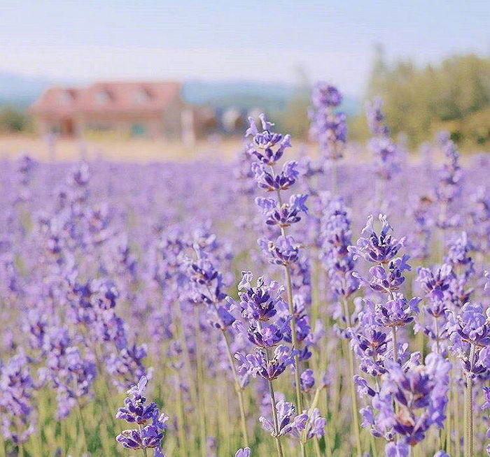 韩国江原道薰衣草庆典今天开始啦