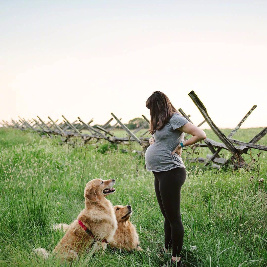男主人一直记录着妻子怀孕后肚子变大和狗狗们的日常,画面好温馨