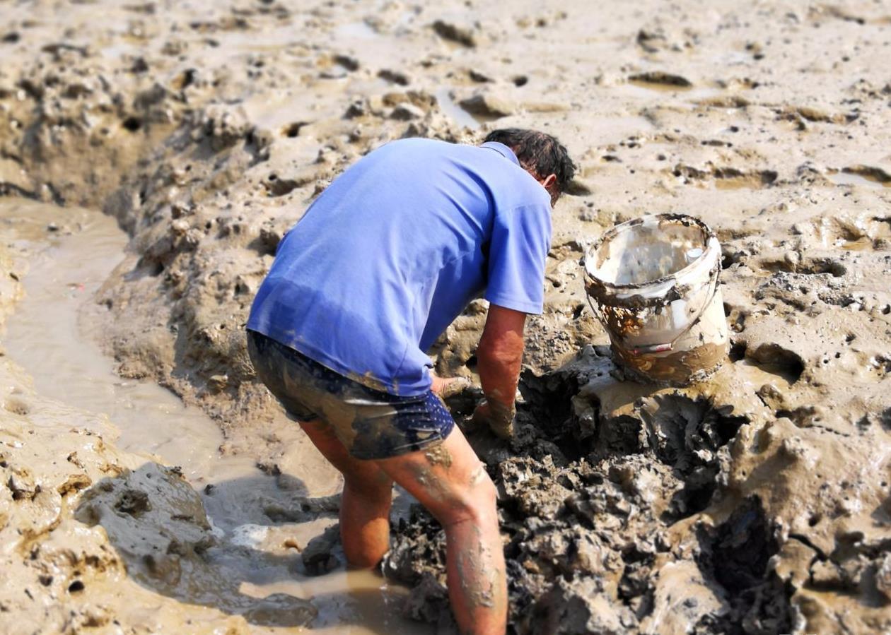 海边的汉子每天身陷烂泥滩,只为寻找一种吓人的虫