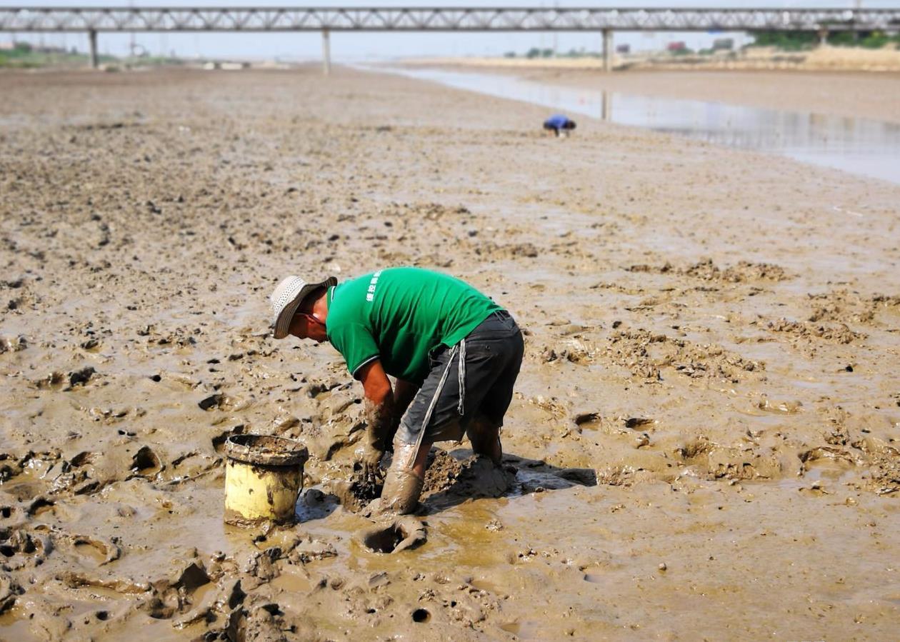 海边的汉子每天身陷烂泥滩,只为寻找一种吓人的虫