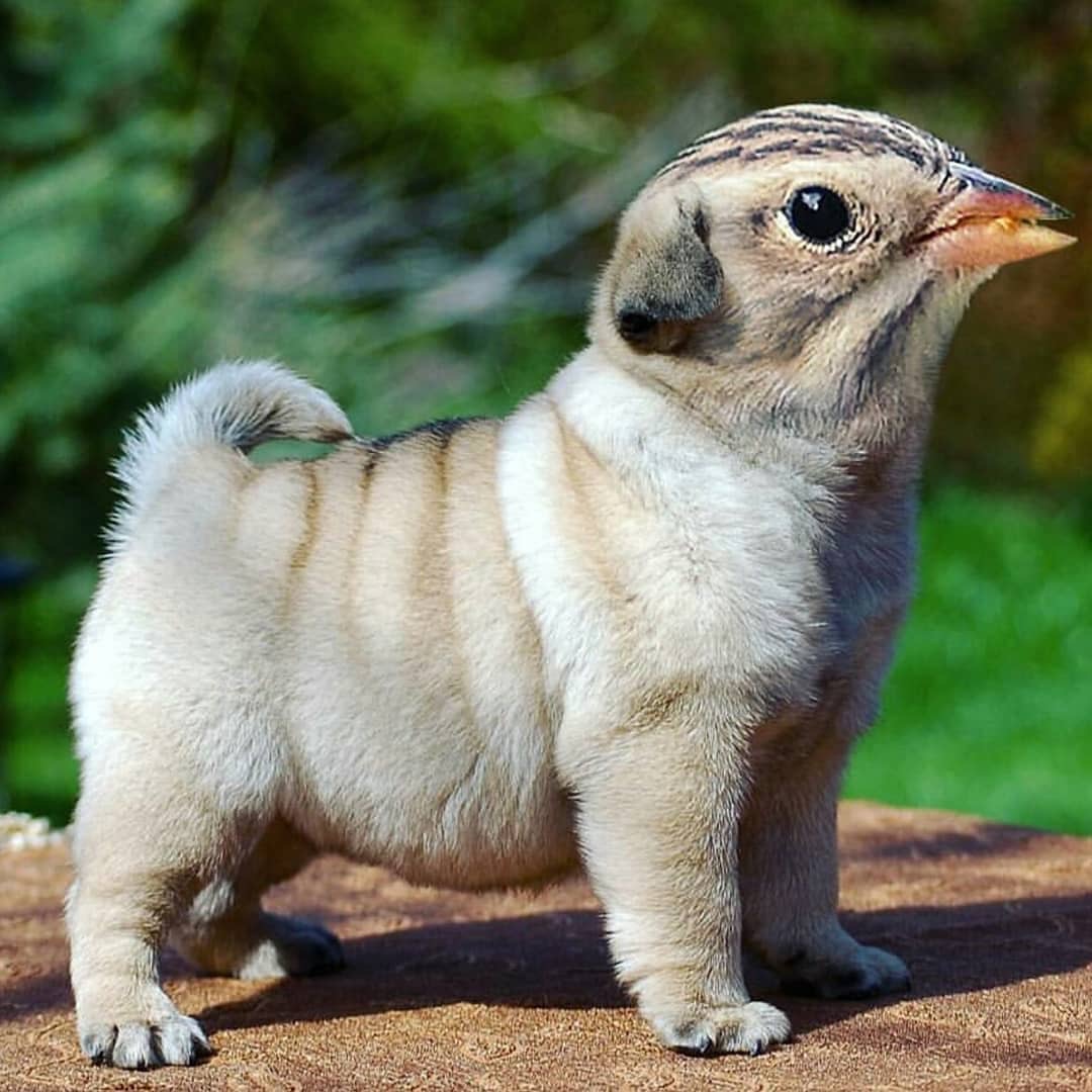 有意思的动物拼接arneolavgurvinfredriksen