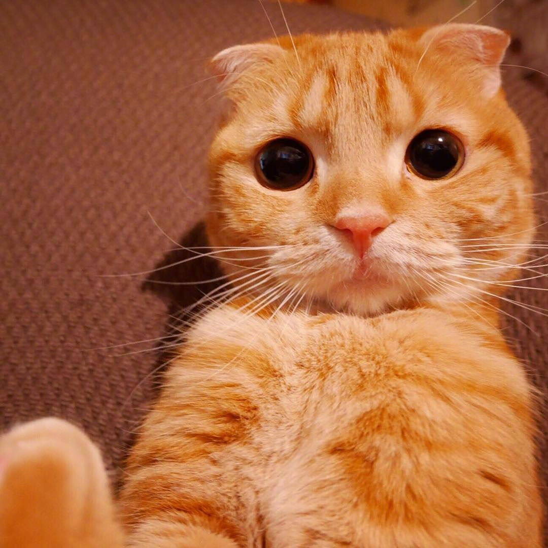 小橘猫muta水汪汪的眼睛心都要化了