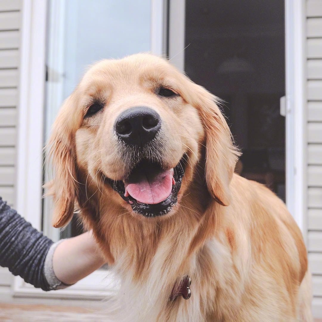 爱笑的金毛lizzie,每天都要开开心心呀