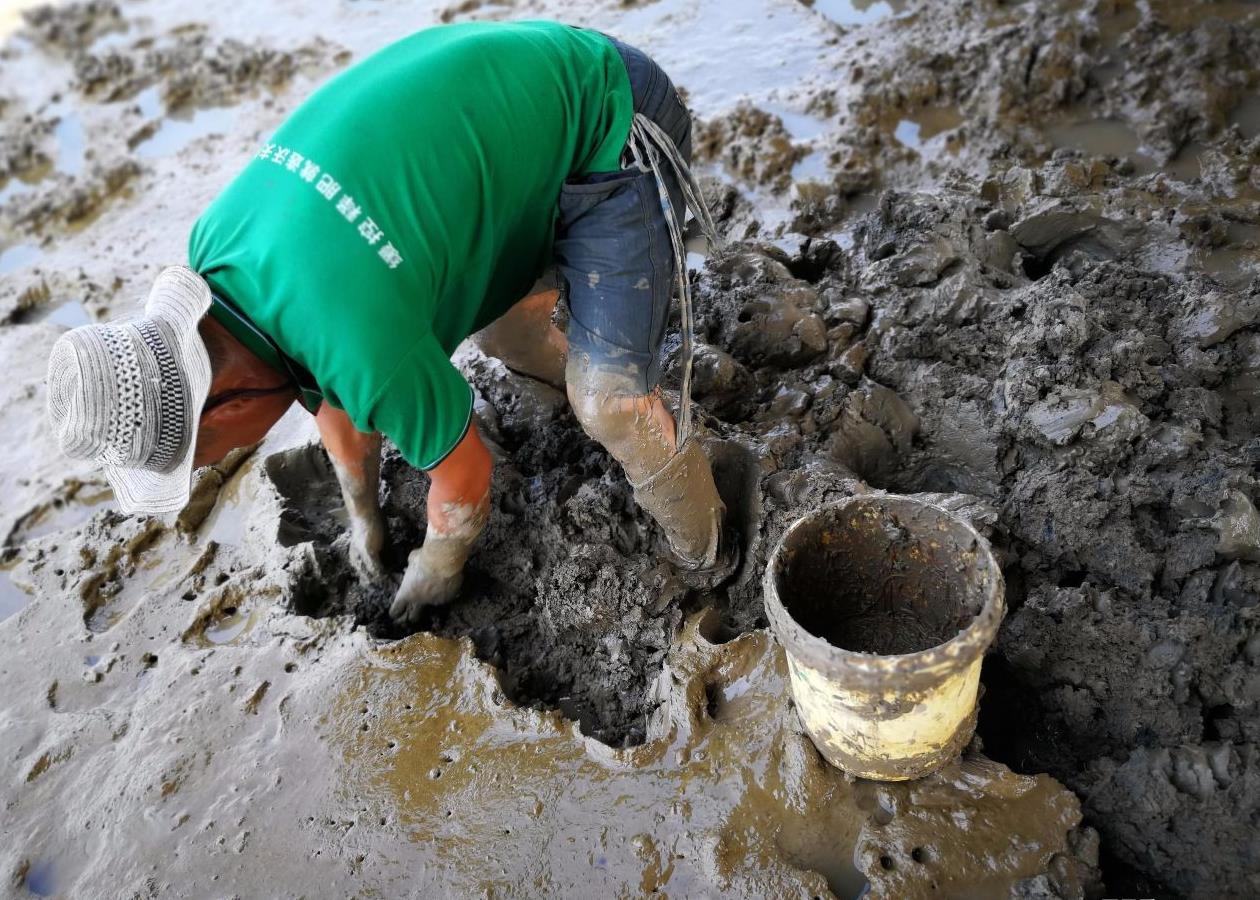 海边的汉子每天身陷烂泥滩,只为寻找一种吓人的虫