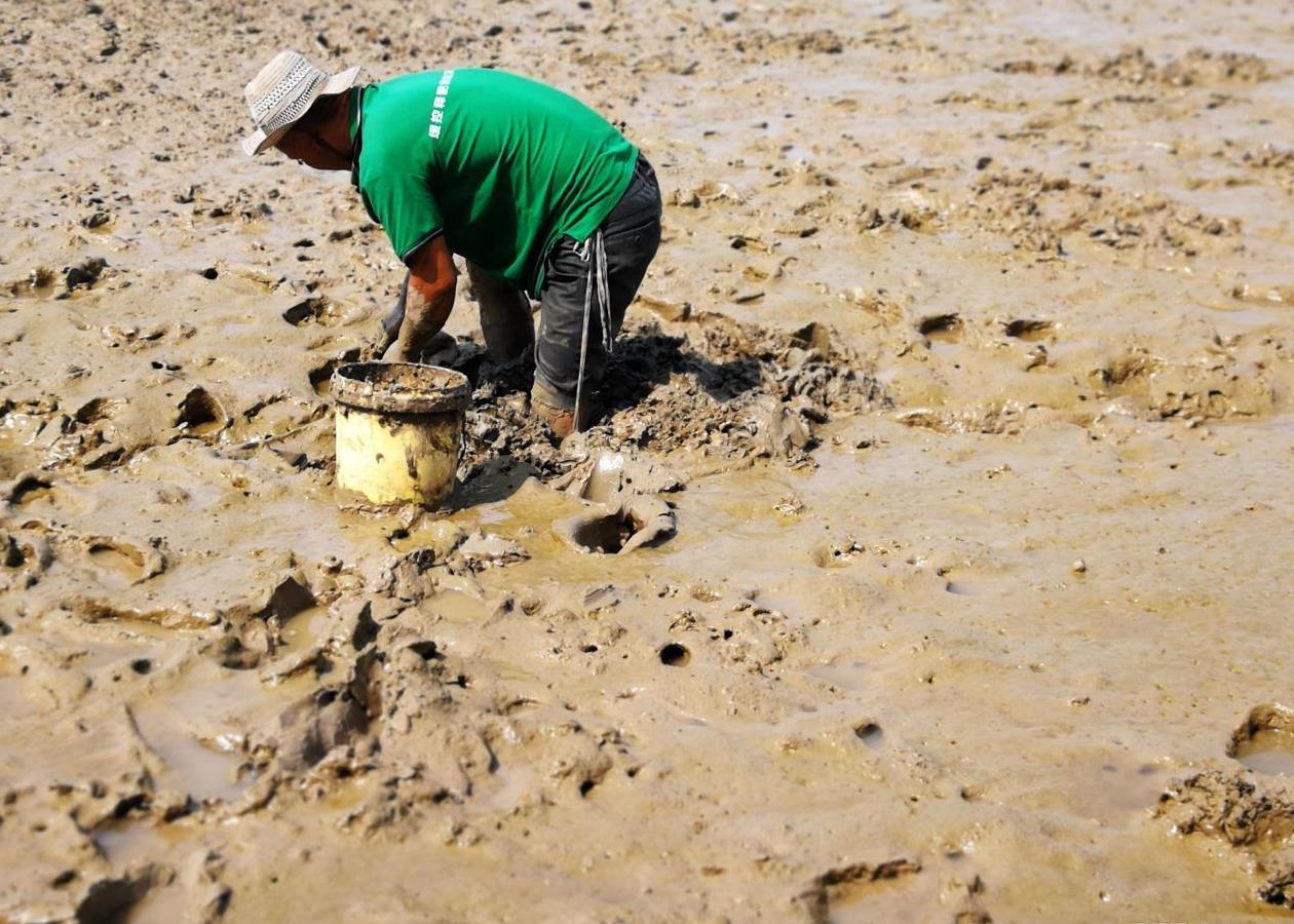 海边的汉子每天身陷烂泥滩,只为寻找一种吓人的虫