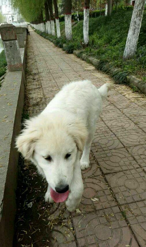 帮我鉴定一下,我是不是买了一只假金毛,怎么一身白毛