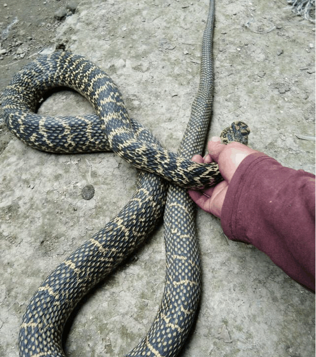 我们这里叫黑的乌稍蛇, 花的叫菜花蛇 你们哪里又叫他们什么呢?