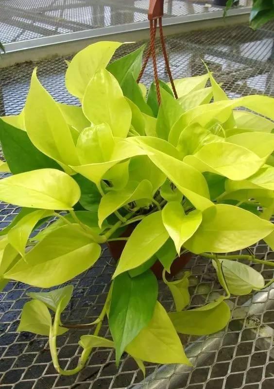 绿萝|黄金葛|斑纹_新浪新闻