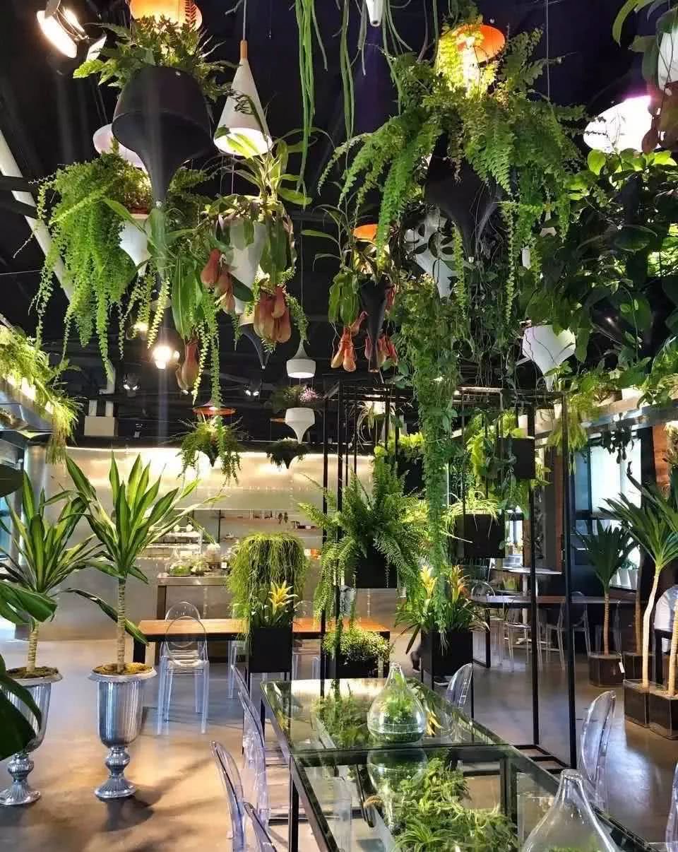 餐厅变雨林植物园,吃完不想走了!