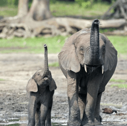 这只可爱的小象还不知道鼻子怎么用, 萌翻了!