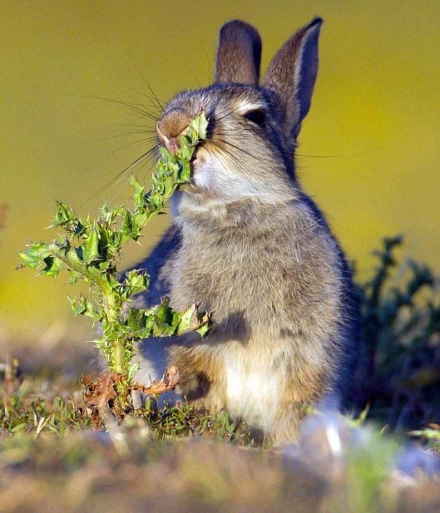兔子吃带刺草, 不小心被辣到吐舌头, 萌翻网友!