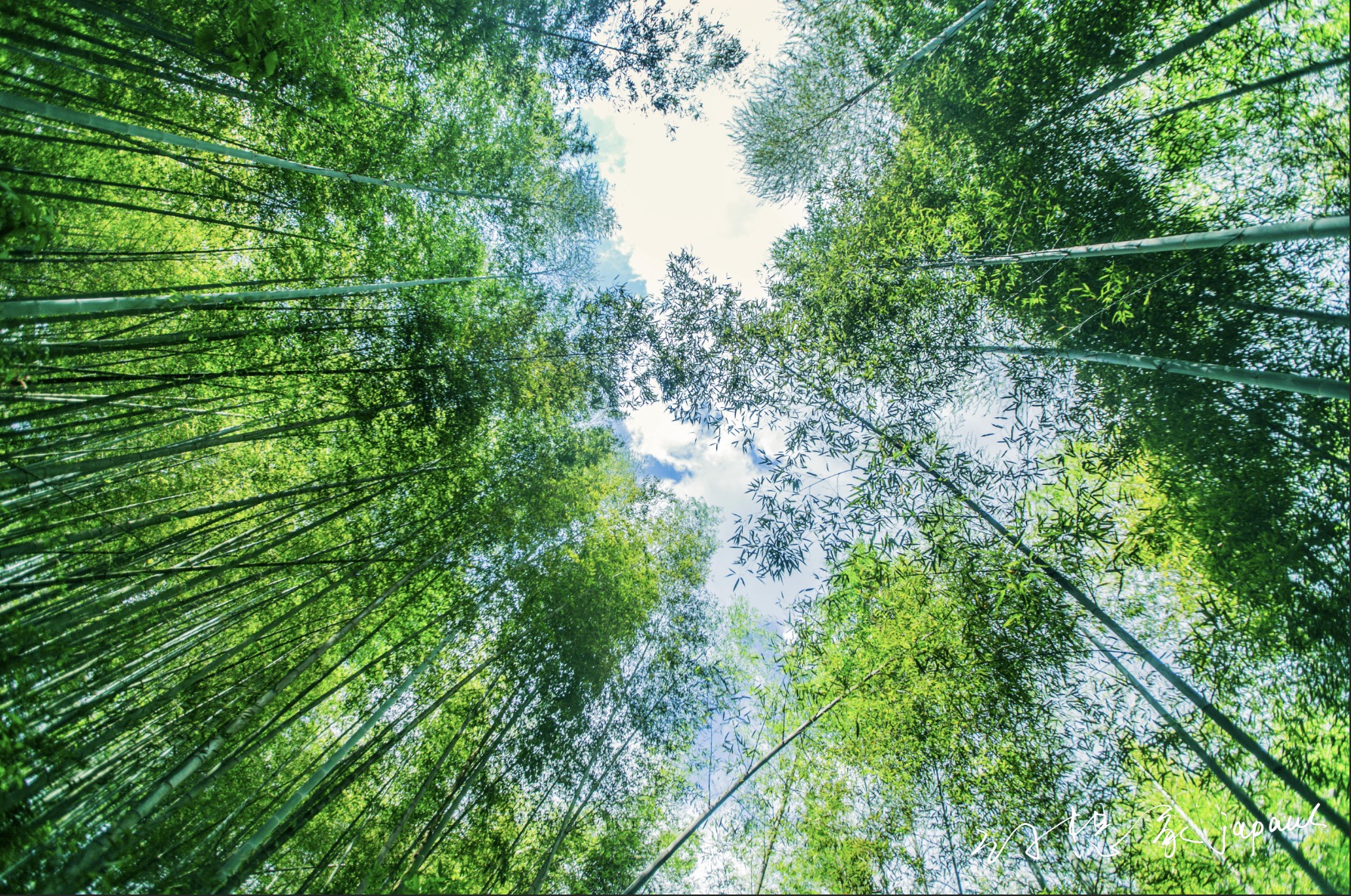 分享从化的一组清凉山林图,让这个燥热的夏季凉爽一些.