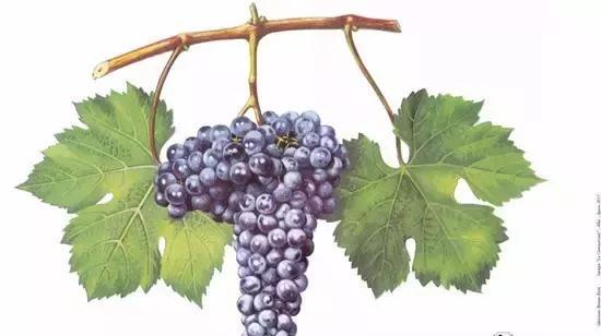 内比奥罗(nebbiolo)