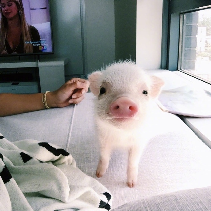 敲萌的小奶猪stella活得不如一只精致的小居居