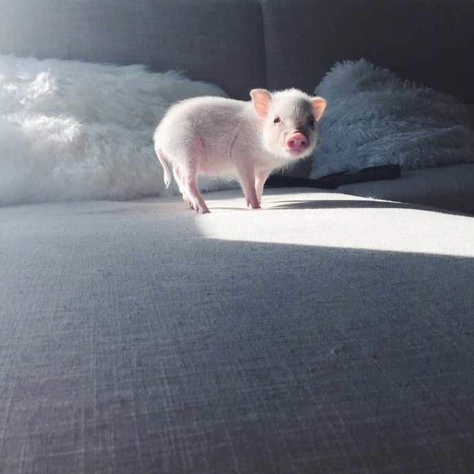 敲萌的小奶猪stella活得不如一只精致的小居居