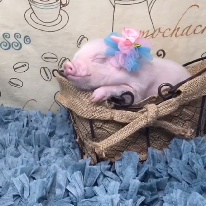 敲萌的小奶猪stella活得不如一只精致的小居居