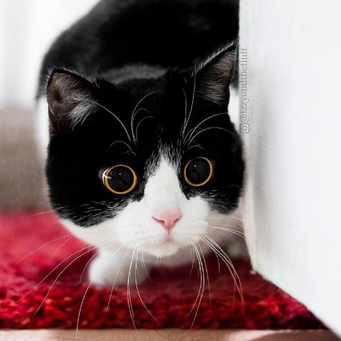 这只名叫lzzy的猫咪它每天就是瞪着大眼睛到处扫视