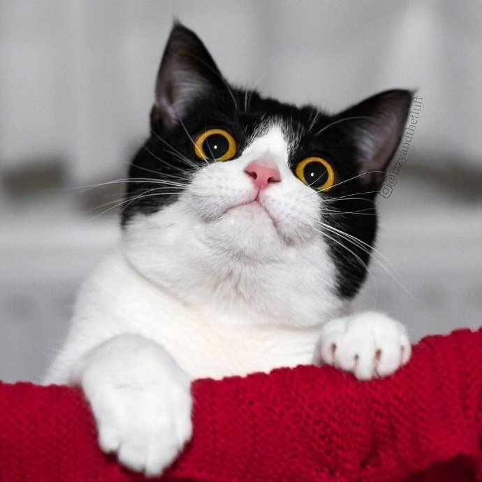 这只名叫lzzy的猫咪它每天就是瞪着大眼睛到处扫视