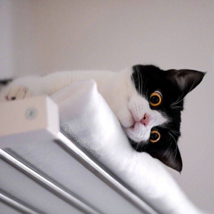 这只名叫lzzy的猫咪它每天就是瞪着大眼睛到处扫视