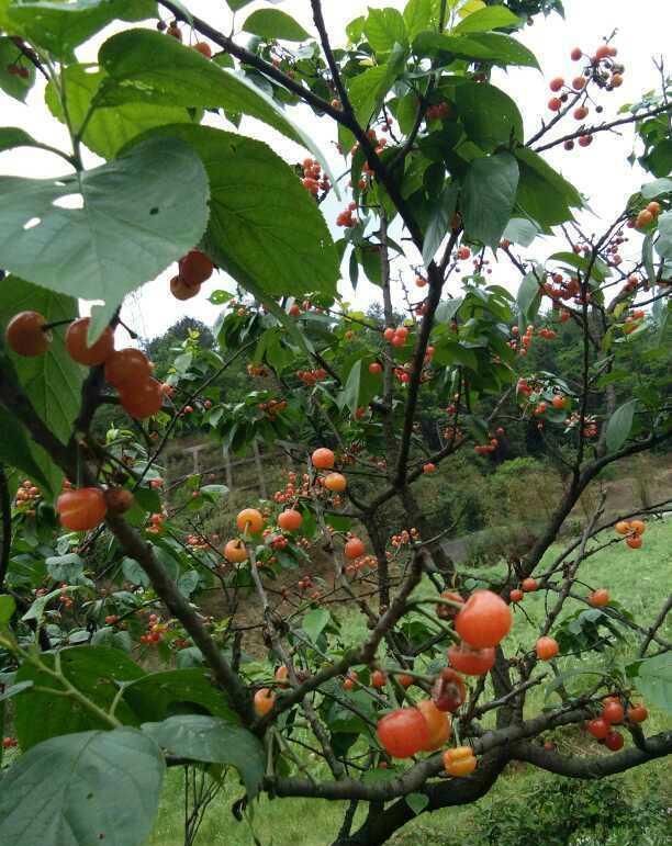 农村漫山遍野的野樱桃, 几块一斤随你吃, 城里难买