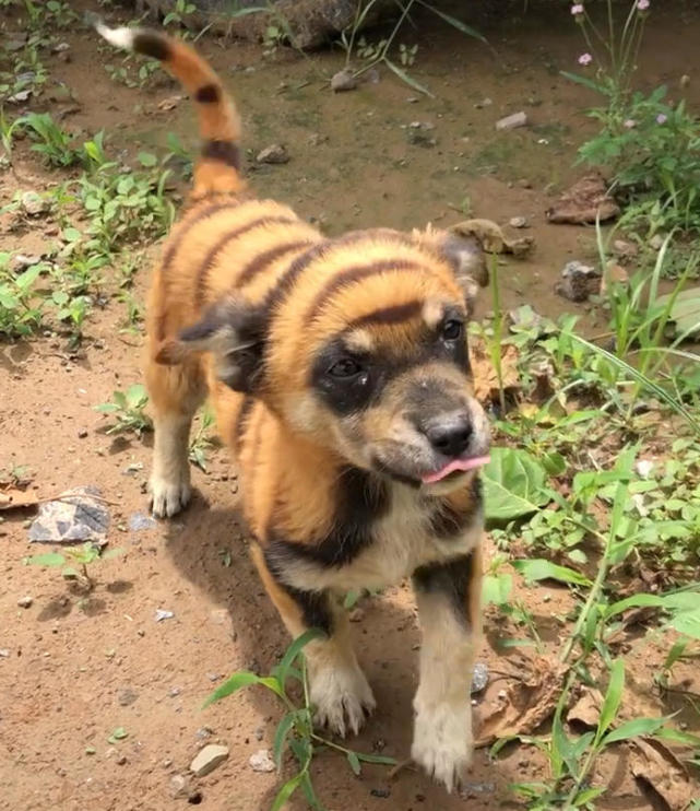 男子农田里捡回一条虎皮狗,朋友看后特兴奋的说:十分罕见的土狗