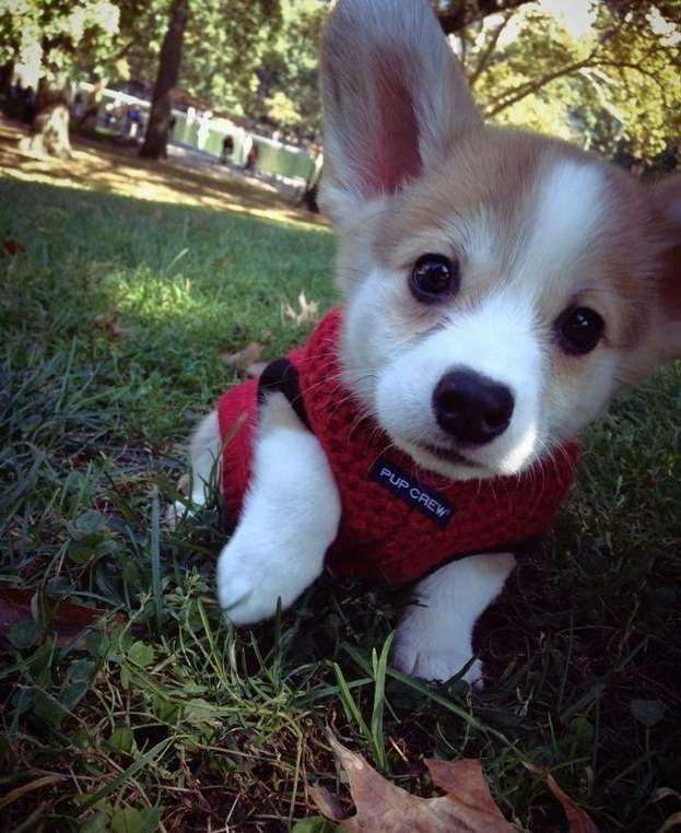 "今天好不容易出来一次,我这么萌,铲屎官应该发现不了我的小心机