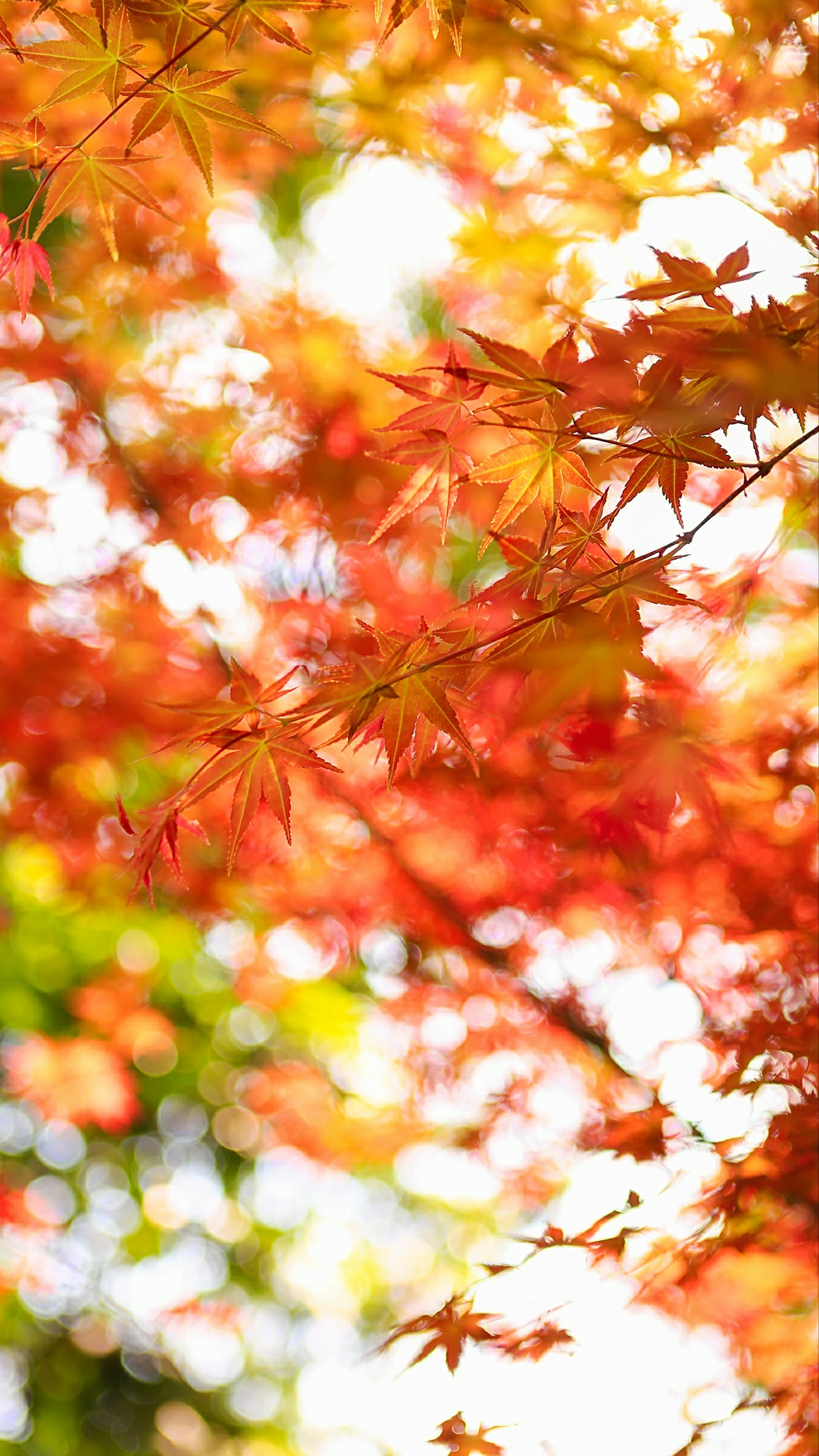 缓缓飘落的枫叶像思念